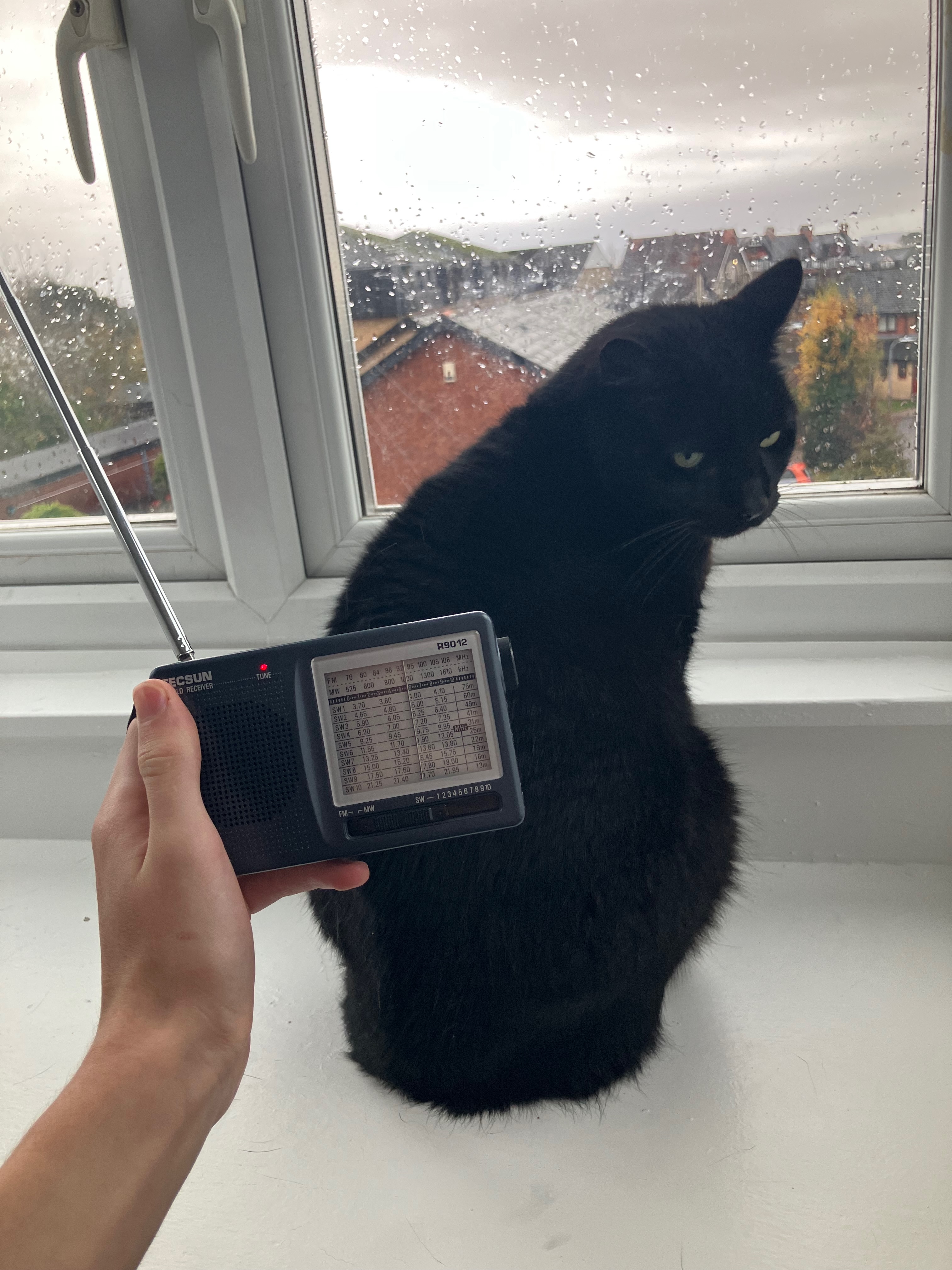 Tecsun R9012 and cat